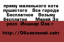 приму маленького кота пушистого - Все города Бесплатное » Возьму бесплатно   . Марий Эл респ.,Йошкар-Ола г.